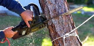 Best Tree Maintenance Programs  in Hammond, LA